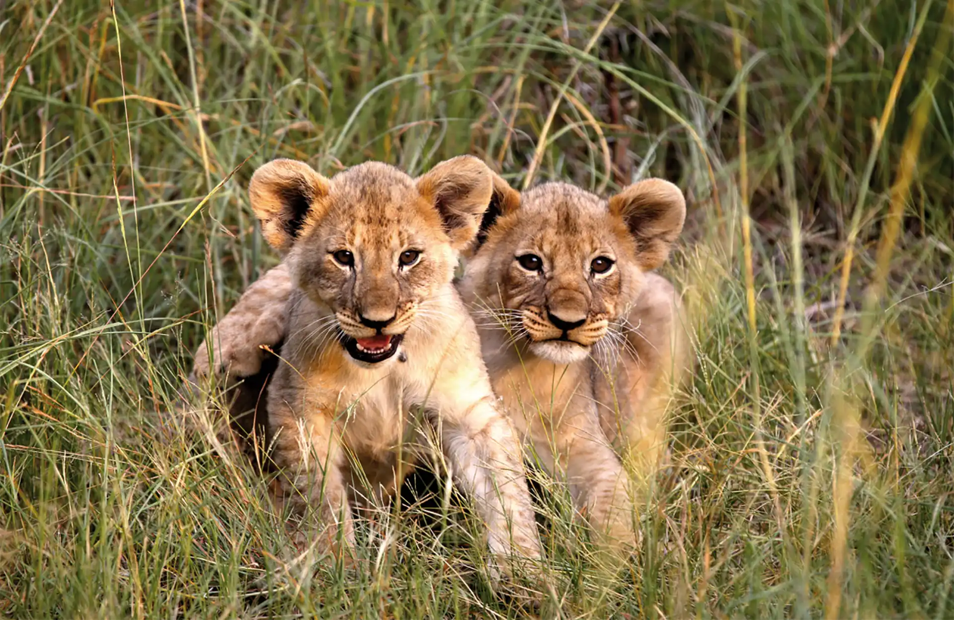 Wild for every age