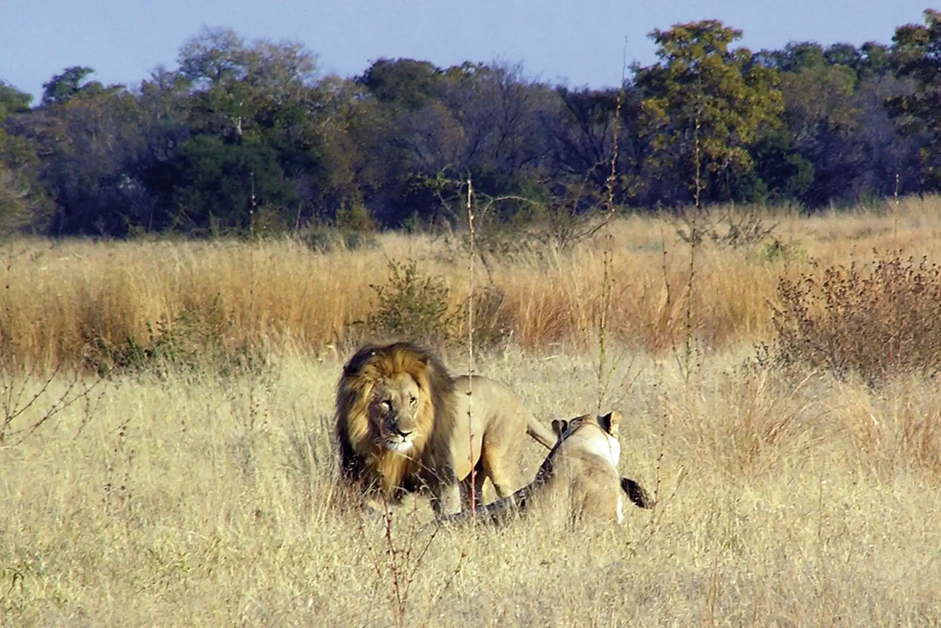 Lion in Mabula Private Game Reserve